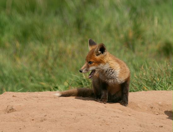Fox <i>Vulpes vulpes</i>